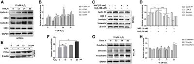 Aberrant ROS Mediate Cell Cycle and Motility in Colorectal Cancer Cells Through an Oncogenic CXCL14 Signaling Pathway